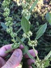 Rumex obovatus