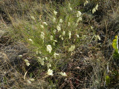 Astragalus cusickii