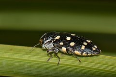 Diphucrania duodecimmaculata