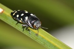 Diphucrania duodecimmaculata