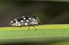 Diphucrania duodecimmaculata