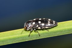 Diphucrania duodecimmaculata