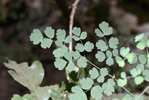 Fendler's Meadow-rue foliage