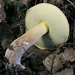Boletus atkinsonianus - Photo (c) Jacob Kalichman, some rights reserved (CC BY-NC), uploaded by Jacob Kalichman