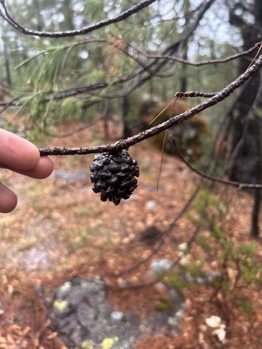 Pinus luzmariae (Pinus luzmariae)