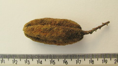 Trigonia nivea pubescens