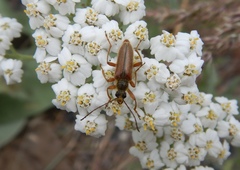 Cortodera