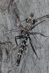 Anomalomydas mackerrasi