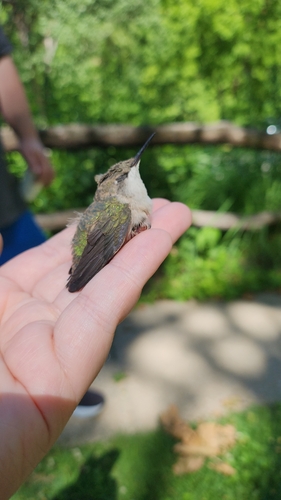 Ruby-throated Hummingbird photographed in Iowa