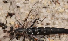 Anomalomydas mackerrasi
