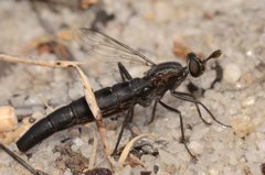 Anomalomydas mackerrasi