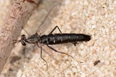 Anomalomydas mackerrasi