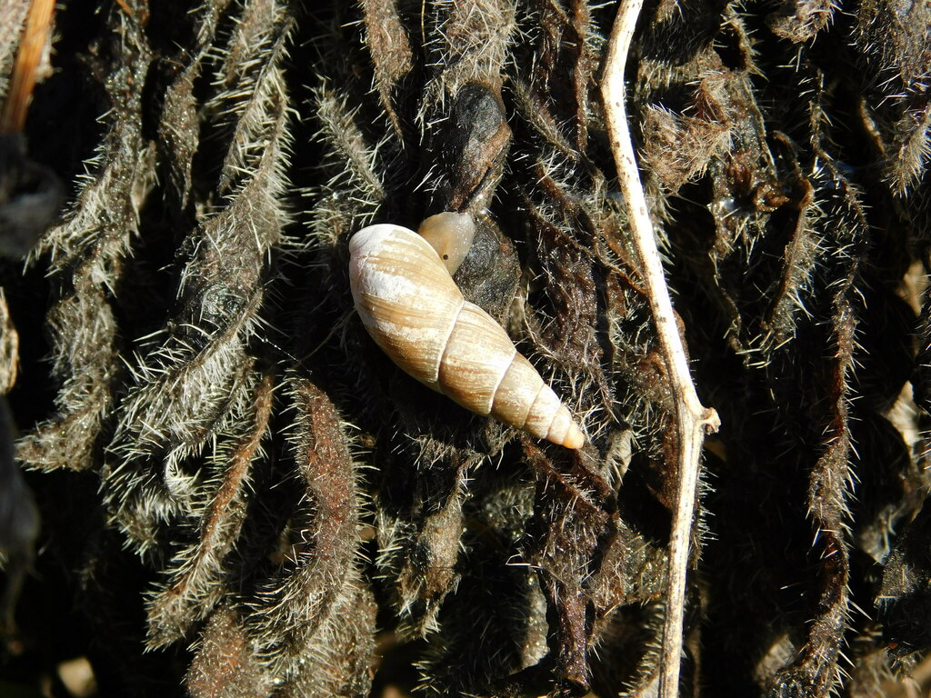 Ventania avellanedae