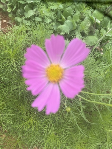 garden cosmos