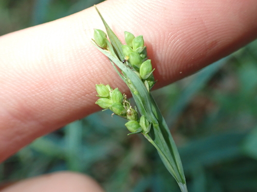 Carex laxiculmis Schwein.