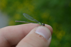 Enallagma antennatum