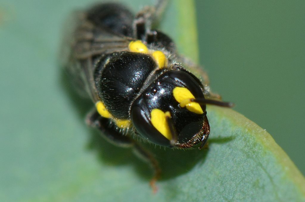 Callohesma aureopicta