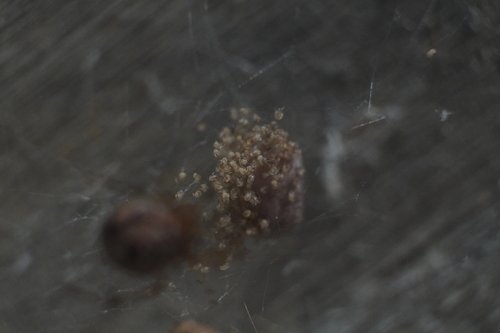 Common house spider