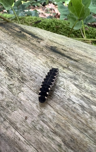 European Glow-worm, Park Brakkenstein, Nijmegen, Gelderland, NL, photo 9 of 10