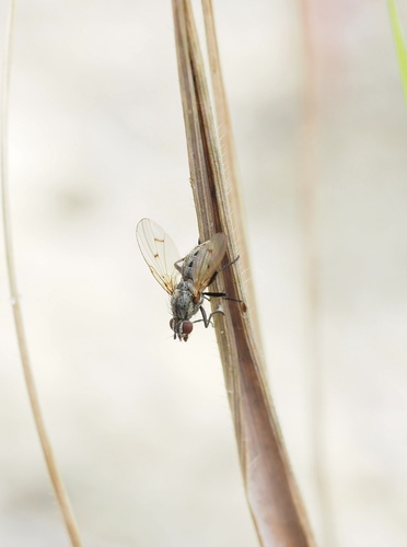 Anthomyia confusanea