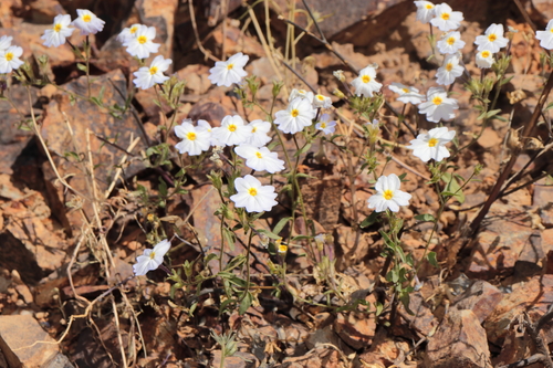 Image of Browallia Abbreviata (Browallia abbreviata) by (c) Paúl Gonzáles, some rights reserved (CC BY)