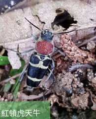 Xylotrechus rufilius