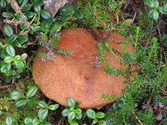 Lactarius rubrilacteus
