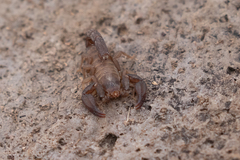 Pseudouroctonus brysoni