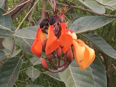 Erythrina fusca