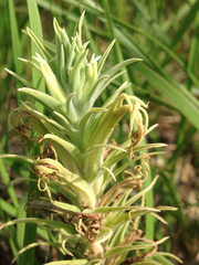 Castilleja sessiliflora