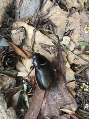 Osmoderma eremicola