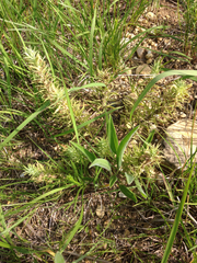 Castilleja sessiliflora