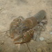 Eastern Crayfish - Photo (c) Patrick Allison, some rights reserved (CC BY-NC), uploaded by Patrick Allison