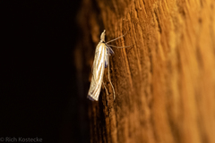 Eufernaldia cadarellus