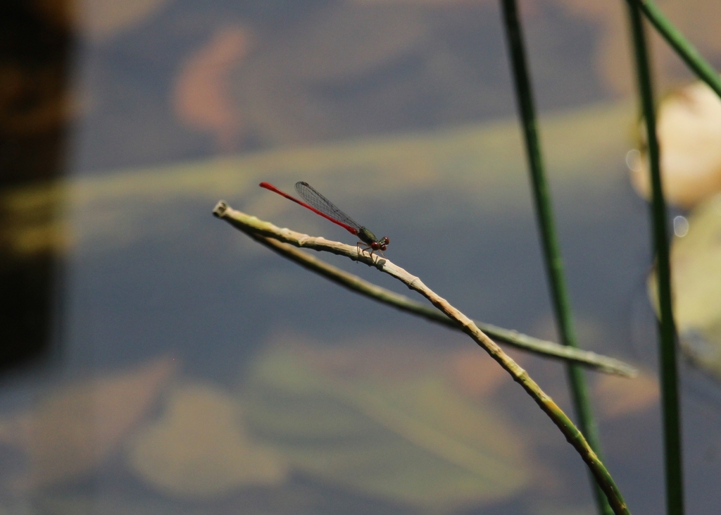 Marsh Firetail