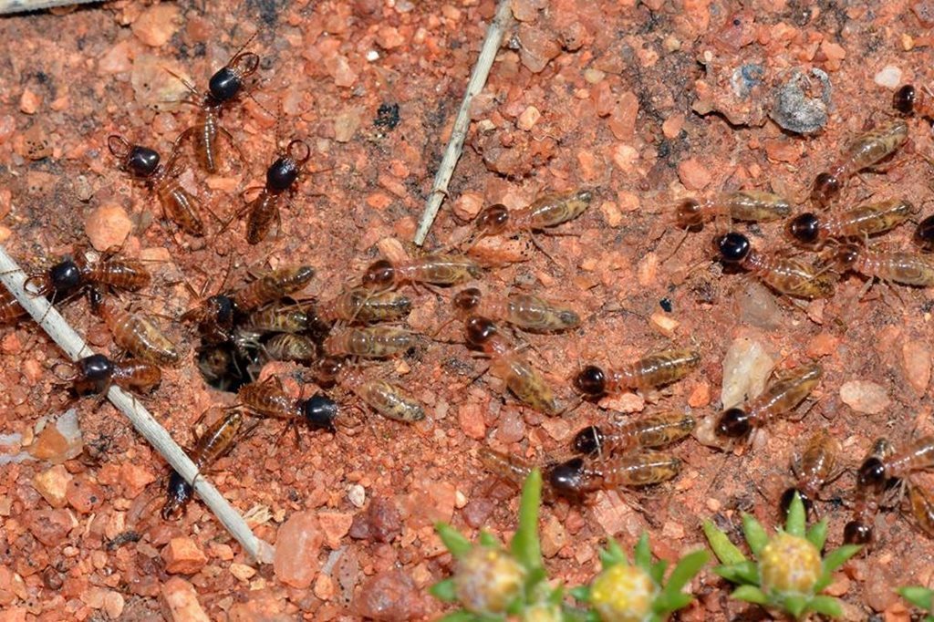 Drepanotermes rubriceps
