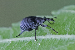 Trichapion rostrum