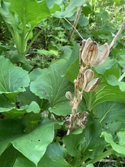 Cardiocrinum cordatum