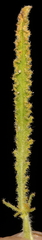Tube-fruited malesherbia (Malesherbia tubulosa)