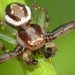 Blood-stained Flower Spider - Photo (c) Jean Hort, some rights reserved (CC BY-NC-SA), uploaded by Jean Hort