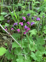 Primula matthioli