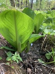 Lysichiton camtschatcensis
