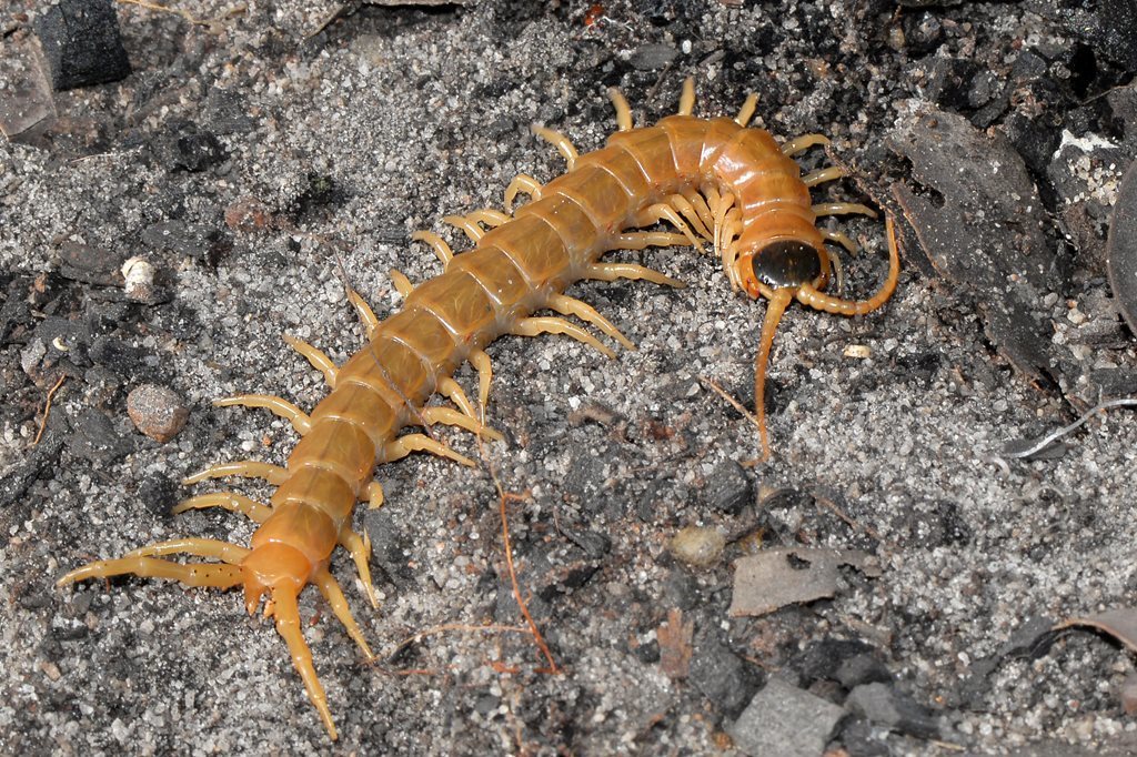 Giant Centipedes