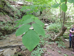 Cladrastis kentukea