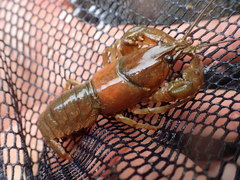 Cambarus acuminatus