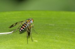 Austrosciapus connexus