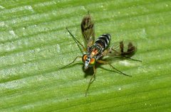 Austrosciapus connexus