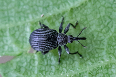Trichapion rostrum