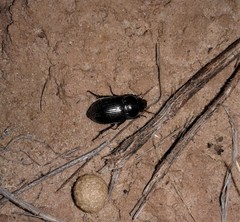 Harpalina