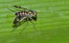 Austrosciapus connexus